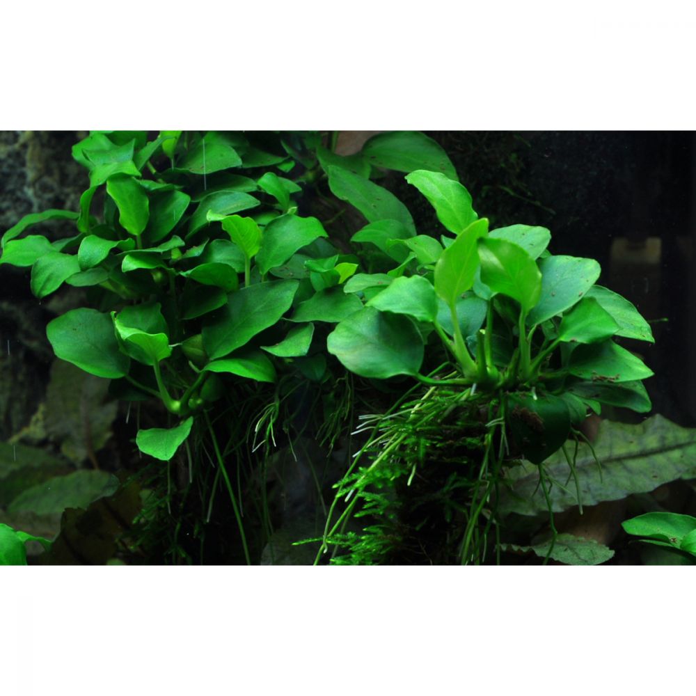 Nature Desire Anubias barteri v. nana Petite Nature Desire